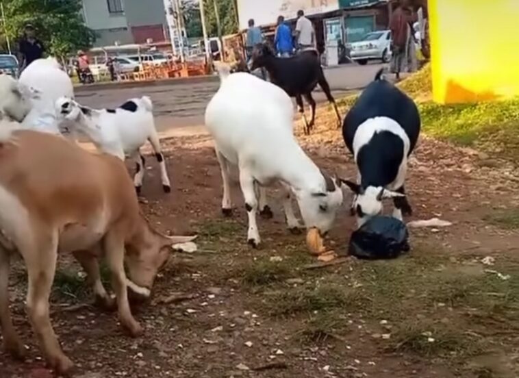 Video: Locals in Kampala left in disbelief as goats fight for bread - The  BuzzNation